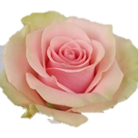 Pink Swan Rose d'Equateur Ethiflora